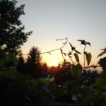 clone tag: -4335186686765916999